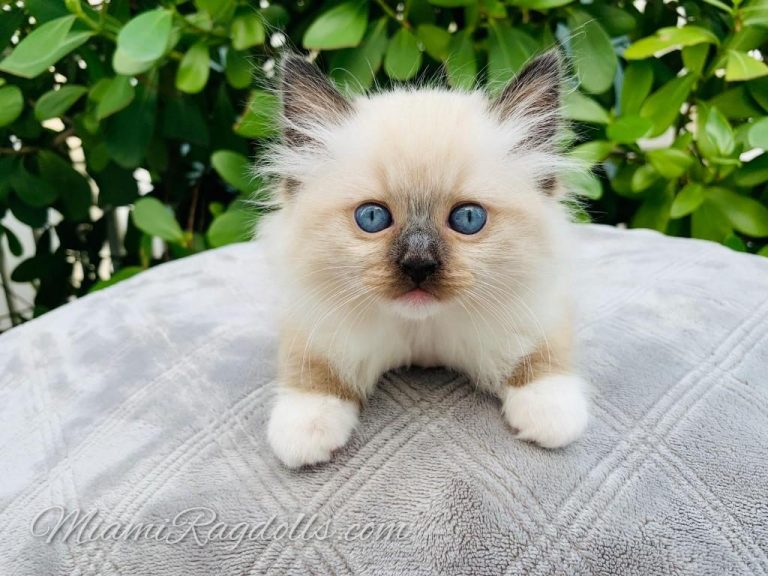 Ragdoll Kittens for Sale in Miami Ragdoll Kitten Breeder MiamiRagdolls
