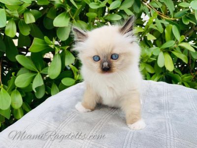 Ragdoll Kitten Price Seal Mitted 8 weeks old