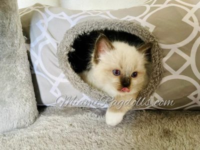 6 Week Old Ragdoll Kitten Pictures