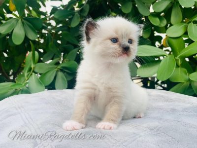 Seal Mitted 4 weeks old