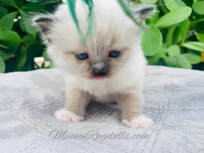 Seal Mitted 4 weeks old