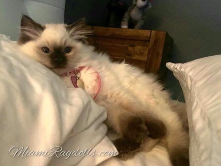 Kittens for Sale In Miami