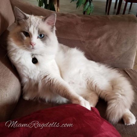 About Ragdoll Cats for Sale In Miami