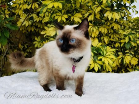 Kittens for Sale In Miami
