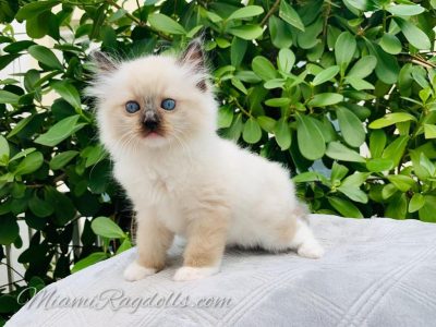 Ragdoll Kittens Pictures 8 weeks
