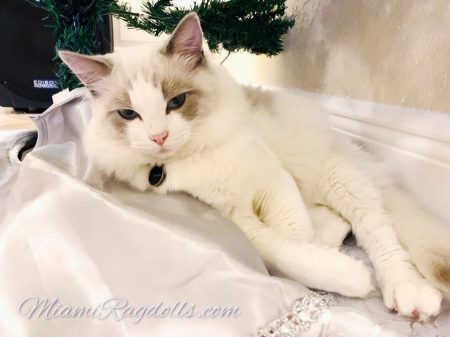 Miami Ragdolls King And Queen