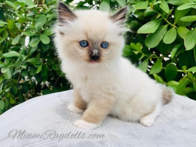 Ragdoll Kittens Pictures 8 weeks