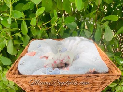 Day old Ragdoll Kitten Pictures