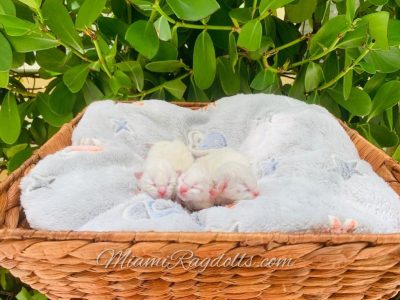 Day old Ragdoll Kitten Pictures