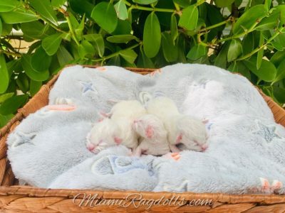 Day old Ragdoll Kitten Pictures