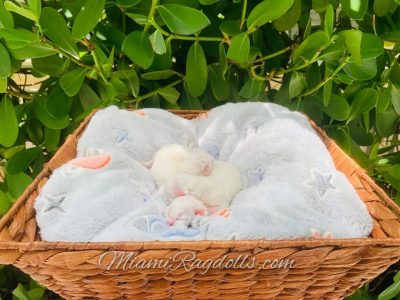 Day old Ragdoll Kittens Cuties