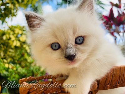 6 Week Old Ragdoll Kitten Pictures