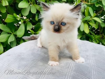 Ragdoll Kittens Pictures 8 weeks
