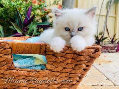 6 Week Old Ragdoll Kitten Pictures