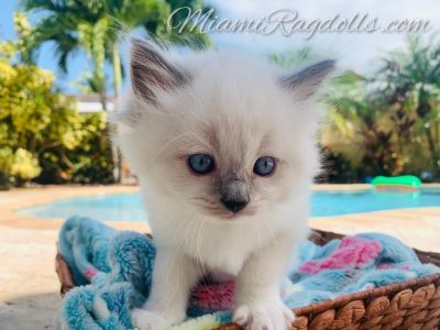 6 Week Old Ragdoll Kitten Pictures