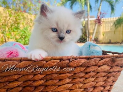 6 Week Old Ragdoll Kitten Pictures