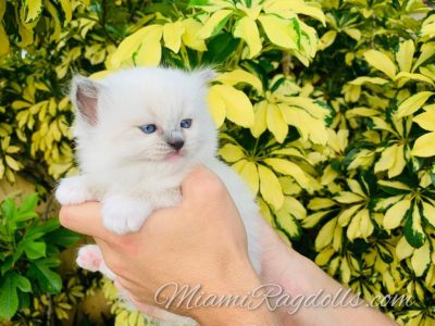4 Week Old Ragdoll Kitten Pictures