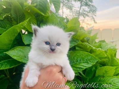 4 Week Old Ragdoll Kitten Pictures