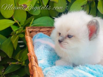 3 Week Old Ragdoll Kitten Pictures
