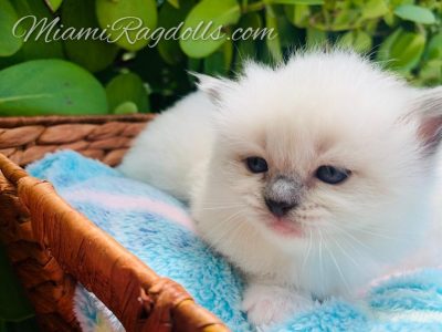 3 Week Old Ragdoll Kitten Pictures