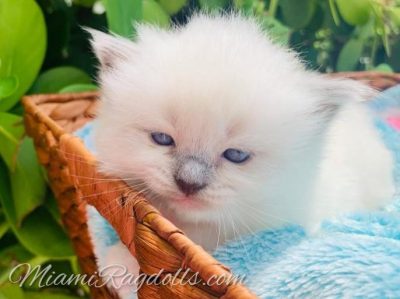 3 Week Old Ragdoll Kitten Pictures