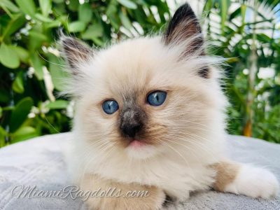 Ragdoll Kittens Pictures 8 weeks