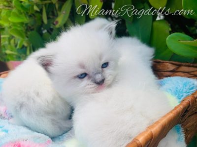 3 Week Old Ragdoll Kitten Pictures
