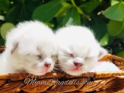 1 Week Old Ragdoll Kitten Pictures