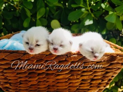 Ragdoll Kittens Pictures 1 Week