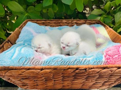 1 Week Old Ragdoll Kitten Pictures