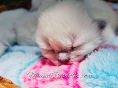 1 Week Old Ragdoll Kitten Pictures