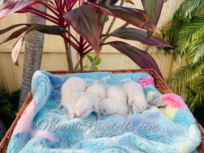 Day old Ragdoll Kittens Pictures