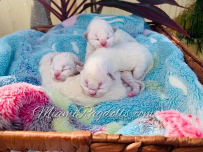 Day old Ragdoll Kittens Pictures