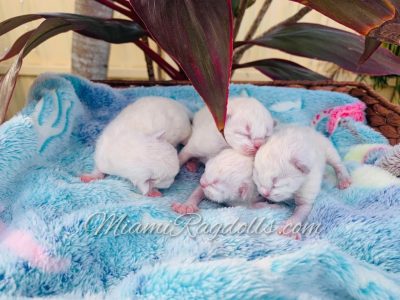 Day old Ragdoll Kittens Pictures