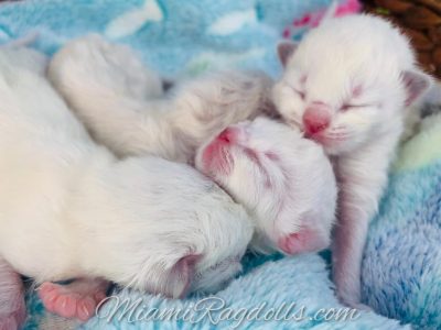 Day old Ragdoll Kittens Pictures