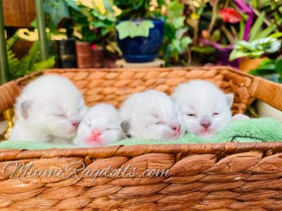 1 Week Old Ragdoll Kitten Pictures