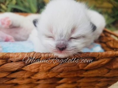 1 Week Old Ragdoll Kitten Pictures