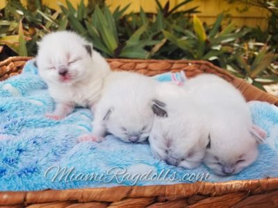 1 Week Old Ragdoll Kitten Pictures