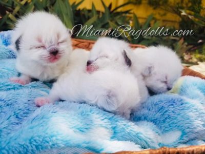 1 Week Old Ragdoll Kitten Pictures