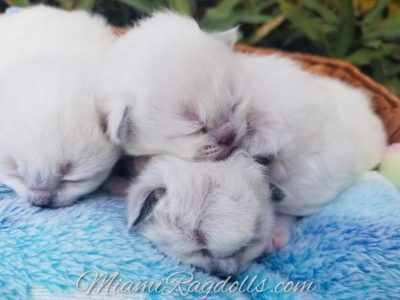 1 Week Old Ragdoll Kitten Pictures