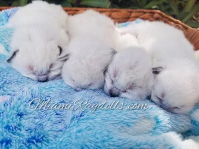 1 Week Old Ragdoll Kitten Pictures