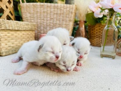 1 Week Old Ragdoll Kitten Pictures