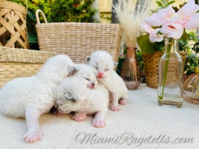 1 Week Old Ragdoll Kitten Pictures
