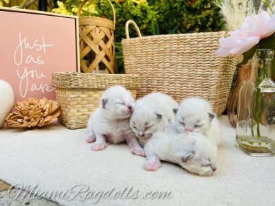 1 Week Old Ragdoll Kitten Pictures