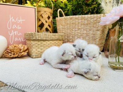 1 Week Old Ragdoll Kitten Pictures