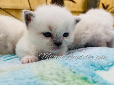 3 Week Old Ragdoll Kitten Pictures