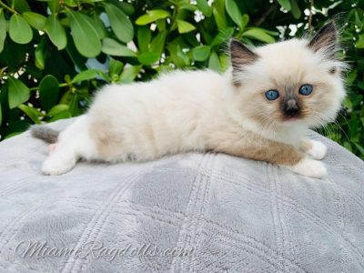 Ragdoll Kittens Pictures 8 weeks