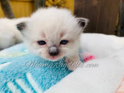 3 Week Old Ragdoll Kitten Pictures