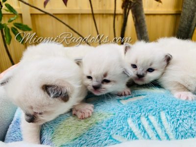3 Week Old Ragdoll Kitten Pictures