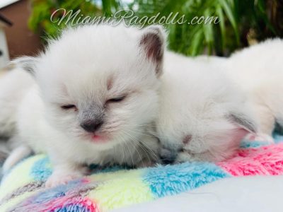 3 Week Old Ragdoll Kitten Pictures